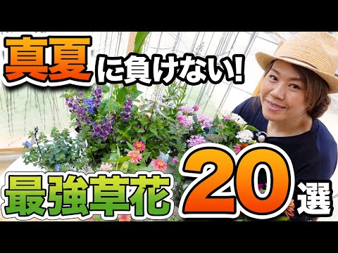 夏の菩提樹 植物