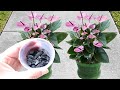 This Is 100 TIMES POWERFUL Than Any HOMEMADE FERTILIZER For FLOWERING YOUR PLANTS