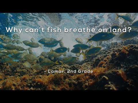 Why can't fish breathe on land?