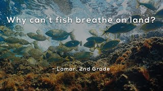 Why can't fish breathe on land?