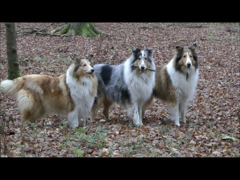 Collie-Spaziergang bei Kassel