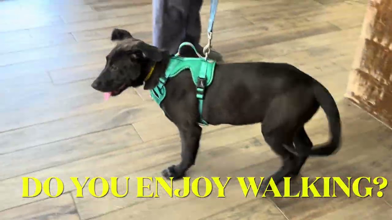 Enlarge Victoria Valentina Loves Everyone and Hikes, a Adoptable mixed breed in Cincinnati, OH video 6/6