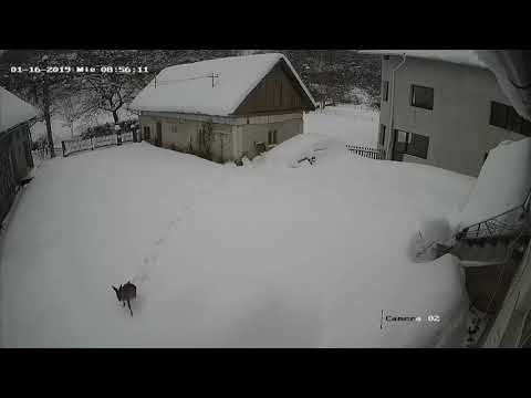 caprioara sat Varai Maramures