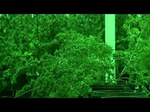 Officials make $1 million marijuana base in Southwest Detroit