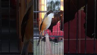 Download lagu ocehan cendet betina gacor, pancingan cendet mp3