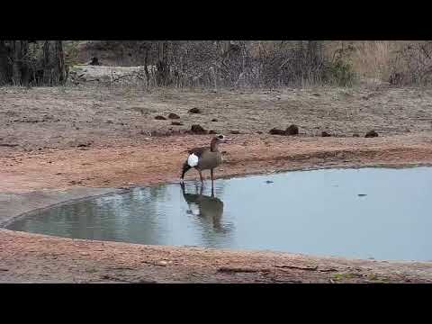 Djuma: Sights and sounds - 09:32 - 11/20/19