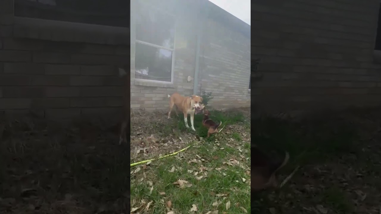 Hope, a Adoptable mixed breed in Chicago, IL video 6/6