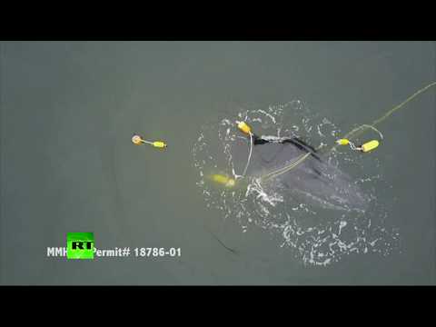 RAW: Entangled whale struggles to free itself off California coast
