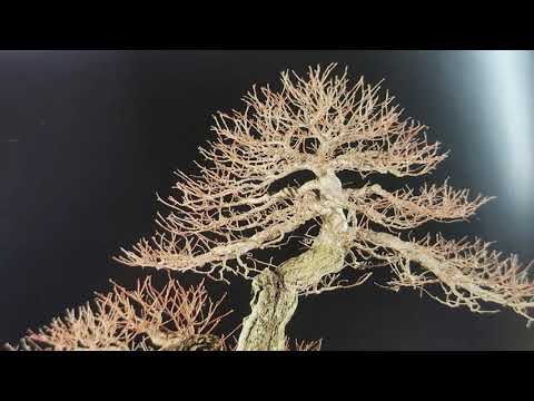 The Trophy 2021 - Private bonsai collections supporting expositions & tree discussions by Danny Use