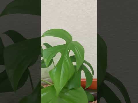 園芸 ミニモンステラ、モンステラ ジニー、フィロデンドロン ジニー