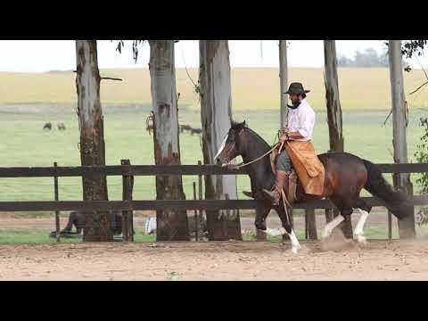 32 Hermes dos Castanheiros