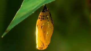 FÁBULA de la SABIA NATURALEZA