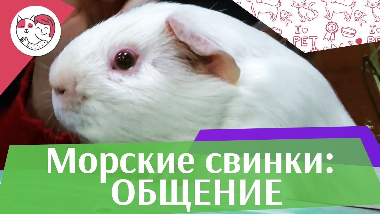 Правила общения с морскими свинками на ilikepet