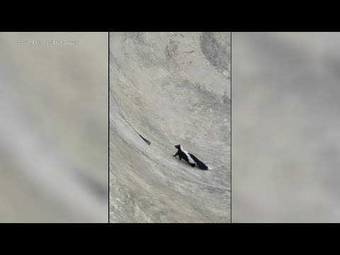 Skunk rescued after getting stuck in bowl at skatepark in Reading, Pennsylvania