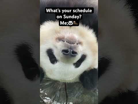 🐼🦦 #funny #animal #panda #pandapanda