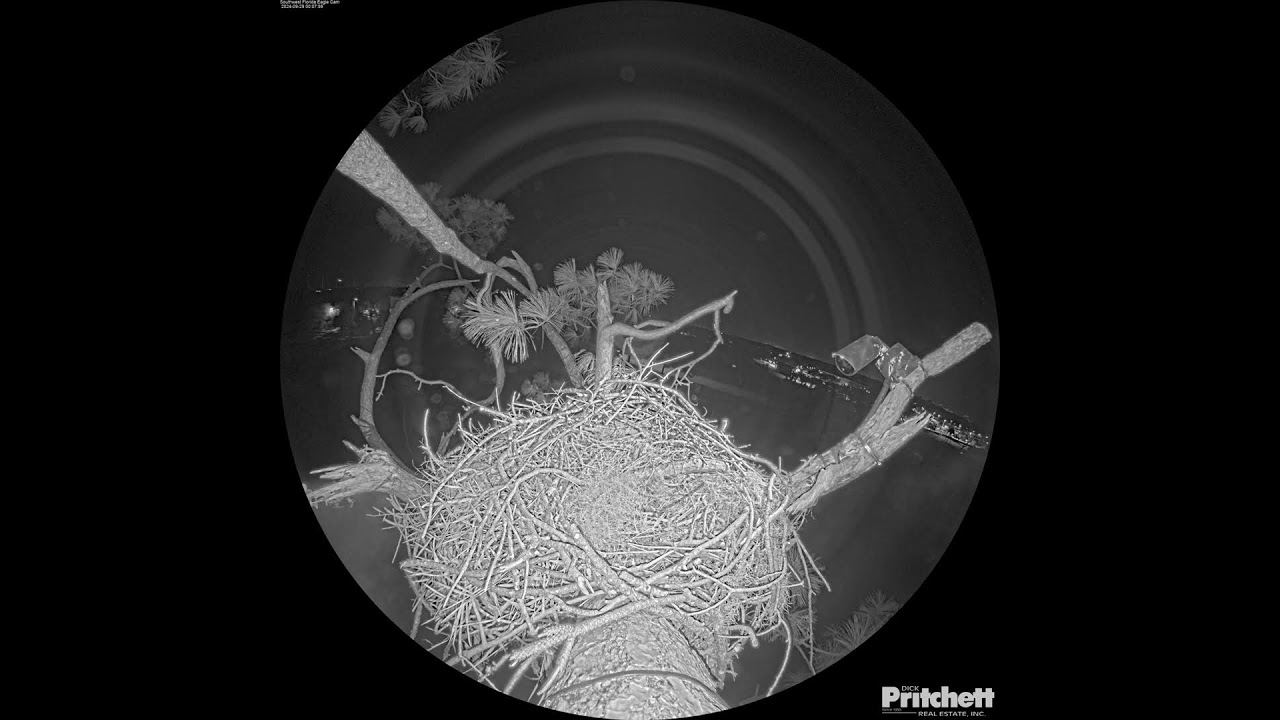 Southwest Florida Eagle Cam - Cam 360