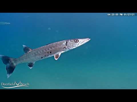Underwater Fish Cam - January 2021 Recap