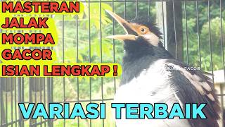 Download lagu Masteran Jalak Suren Mudah Ditiru Gacor Full Isian Kreasi Mewah Suara Unik mp3 Download lagu Masteran Jalak Suren Mudah Ditiru Gacor Full Isian Kreasi Mewah Suara Unik mp3