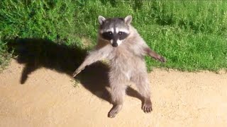 Funniest Animal Moments That Will Make You Laugh Nonstop! 😂🐶🐱