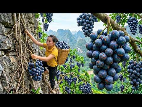 100 Days Harvesting Palm Fruits in the Forest and Taking Them to the Market for Sale