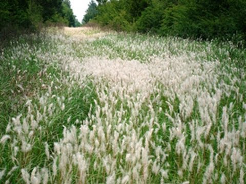 Managing Troublesome Invasive Grasses