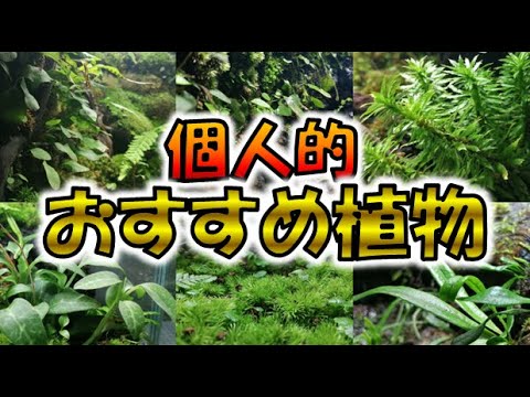 アメリカイモリ 植物