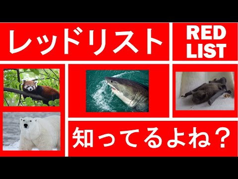 園芸 絶滅危惧種のレッドリストに載っているハリネズミ