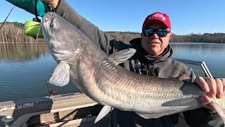 Winter Blue Catfish Secrets: Shallow Water Success