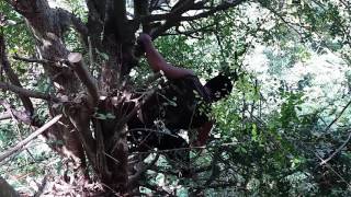 Download lagu Bonsai serut (bakalan besar.peemilihan ranting) mp3 Download lagu Bonsai serut (bakalan besar.peemilihan ranting) mp3