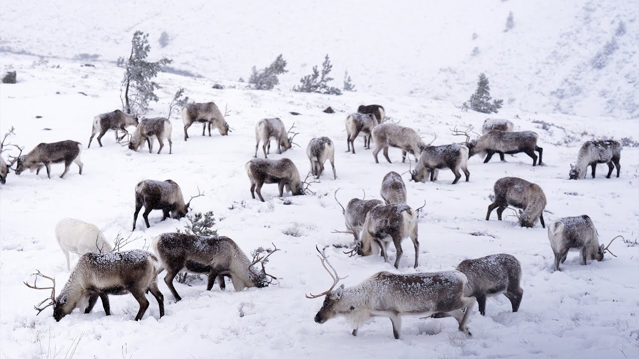 صورة بعنوان: maxresdefault