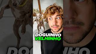 doguinho velhinho @pissadropet #livedobrino #humor #MundinhoBrino