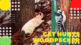 Кот охотится на дятла Cat hunts woodpecker 
Подпишитесь на канал https://www.youtube.com/c/ziminvideo
В Мытищи увидел дятла. Февраль 2020 год. Съемка сделана из далека, чтобы не спугнуть птицу. В этот момент кот тоже увидел дятла и