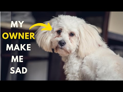 12 Ways to Make Your Maltese Dog Happy