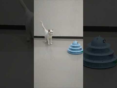 #cat #catshorts #cute #catcute #pets