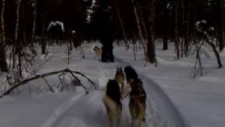 preview picture of video 'Lapland - Muonio - Harriniva Husky Safari March 2009 - (06) Dog sledging in the forest'