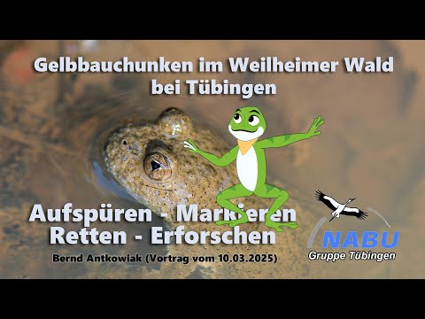 Gelbbauchunken Schutzkonzepte