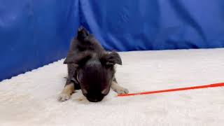 チワワ（ロング）の動画01