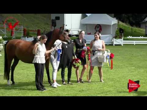 SILVER geldings N.8 MR CZEZAR - Scandinavian Open Championship 2017 - Geldings (Class 15-16)