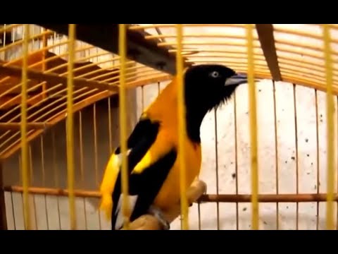 download lagu mp3 mp4 Concriz, download lagu Concriz gratis, unduh video klip Concriz