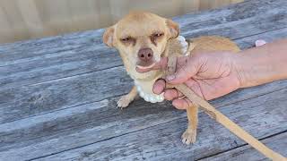 Video preview image #1 Chihuahua-Unknown Mix Puppy For Sale in Bandera, TX, USA