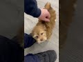 Havanese dogs for sale: Hunter - Video 1