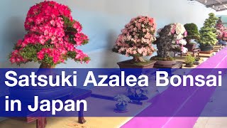 preview picture of video 'Satsuki Azalea Bonsai Exhibition at Ueno Park, Tokyo [iPhone 4S/HD]'