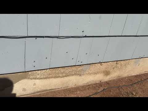 Boxelder Bugs Having a Party On the Home in Far Hills, NJ