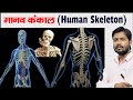 Human Skeleton Bones Cartilage Skeleton System