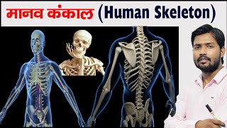 Human Skeleton  Bones  Cartilage  Skeleton System