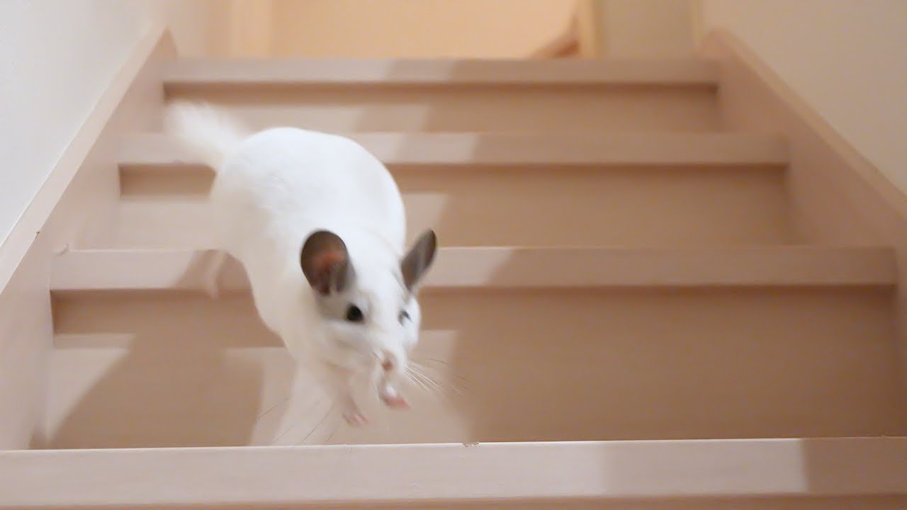 階段を高速で駆け下りるチンチラで話題のチンチラちゃん達に会いにいきました！