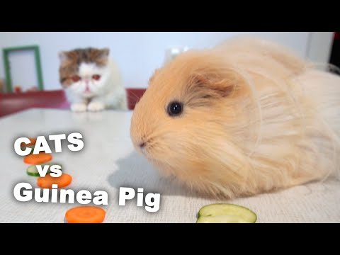 Cats and Guinea Pig