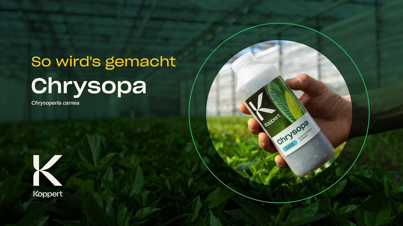 Video preview poster