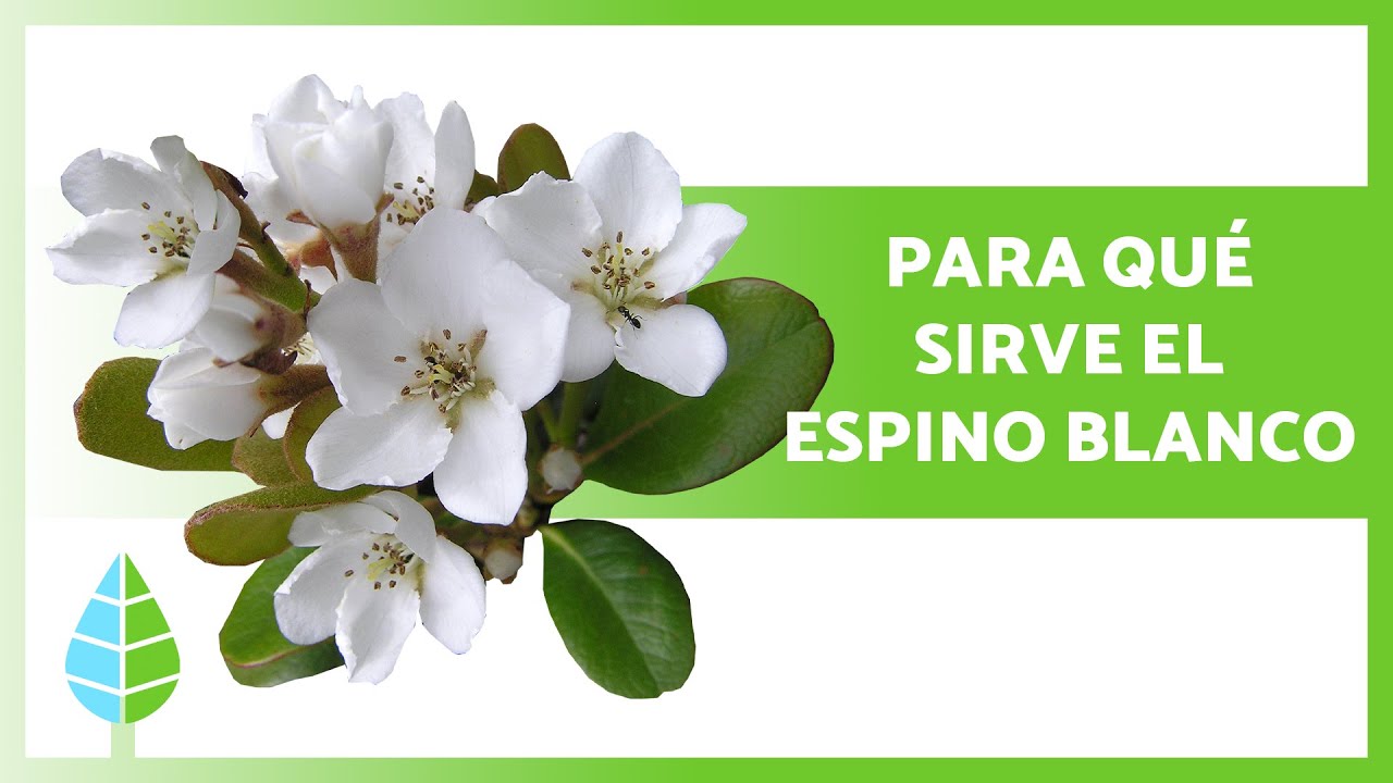 Watch BENEFICIOS el ESPINO BLANCO 🌸 (Propiedades, Para Qué Sirve y Cómo Tomarlo) Now BENEFICIOS el ESPINO BLANCO 🌸 (Propiedades, Para Qué Sirve y Cómo Tomarlo)