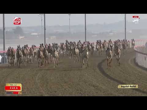 ش 8 (القرم) لـ عاطف عطيه بن حسن القرشي 9:01:44 ، مهرجان ختامي الوثبة 2026/05/13 إيذاع